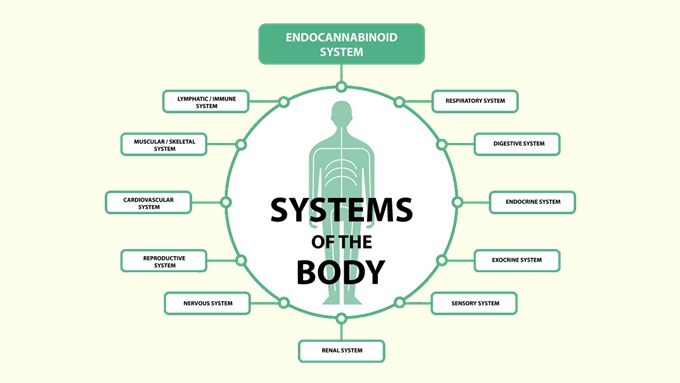 エンド・カンナビノイド・システムを世界一わかりやすく解説